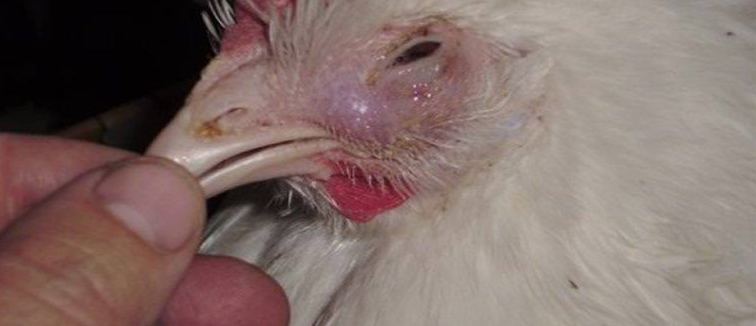 kanatlipet.com - Kanatlılarda Crd Hastalığı