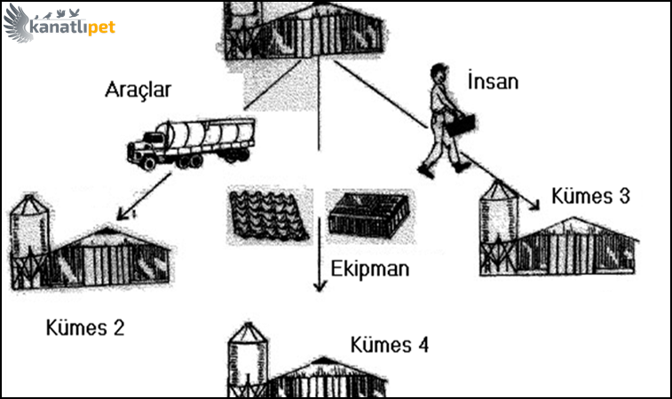Kanatlılarda Crd Hastalığı