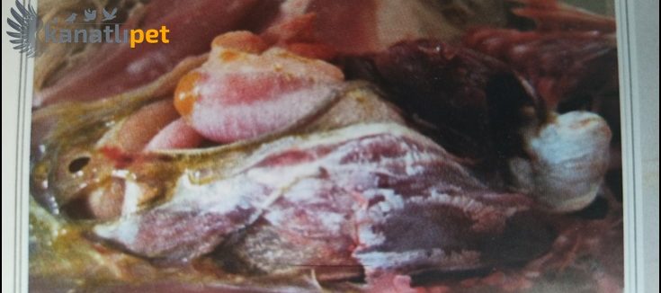 Gut Hastalığının Başlıca Sebepleri