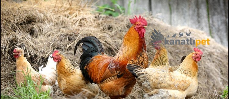 Tavuk Hastalıkları ve Alınması Gereken Sağlık Tedbirleri