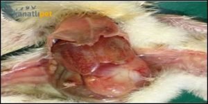 Tavuk Tifosu (Salmonellozis) Hastalığı Hayvanlarımızda Nelere Yol Açar