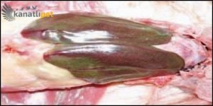 Tavuk Tifosu (Salmonellozis) Hastalığı Neden Kaynaklanır