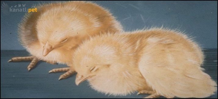 Tavuklarda Beyaz İshal -Pullorum Hastalığı ve Tedavisi