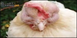Tavuklarda Şişkin Baş Hastalığı ve Tedavisi