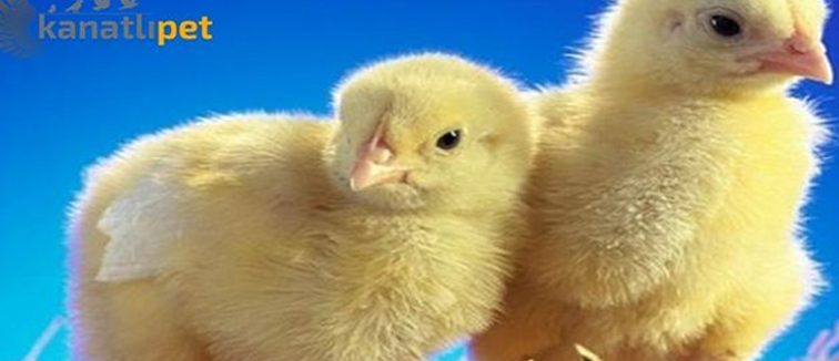 kanatlipet.com - Civcivlerde-Şiş-Baş-Hastalığı-ve-Tedavisi