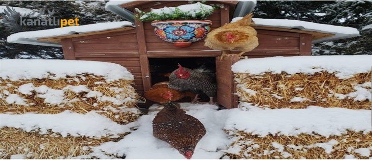 kanatlipet.com - Kış Ayında Tavuklar için Dikkat Etmemiz Gerekenler Nelerdir