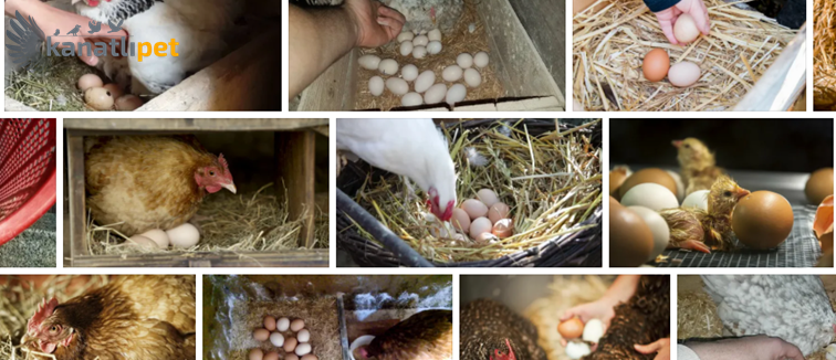 kanatlipet.com - Tavukların Kuluçkaya Yatma İsteğinin Önlenmesi